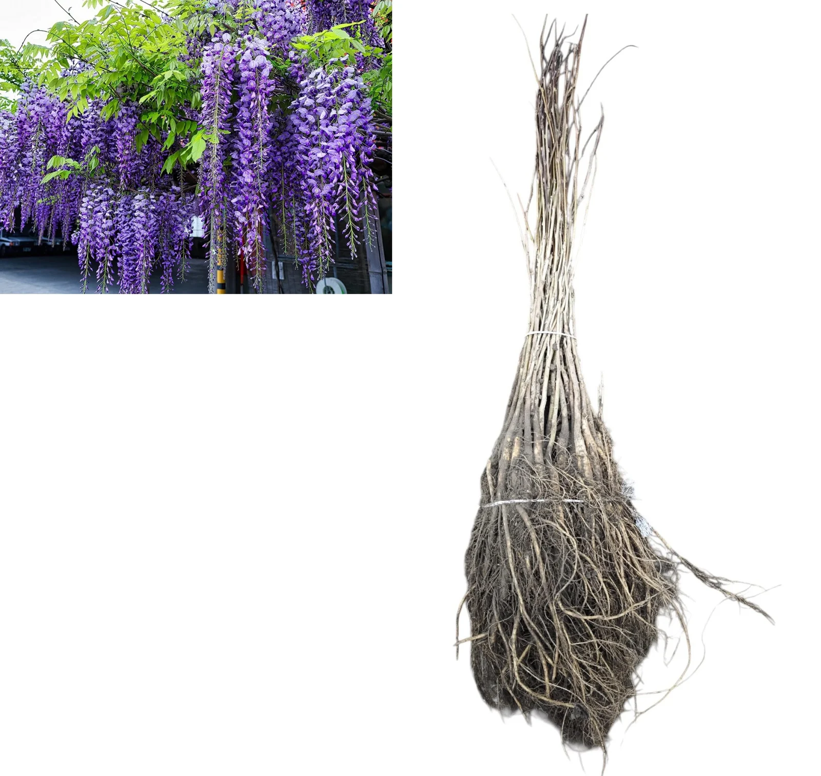 Toate produsele - Glicină (Wisteria Sinensis) 30-50 cm | Rădăcină Liberă