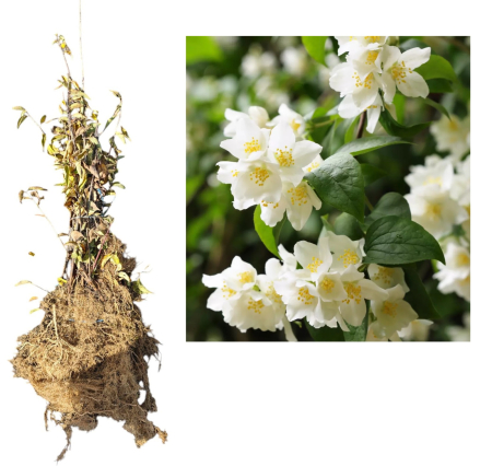 Gard viu cu flori - Iasomie Philadelphus coronarius 50-80 cm, radacina libera