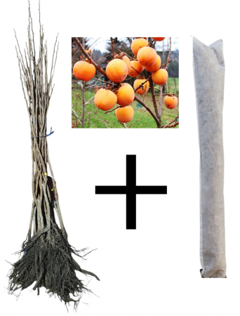 Toate produsele - Kaki Jiro pe (Virginiana) + protectie iarna cadou, 140-160 cm radacina libera
