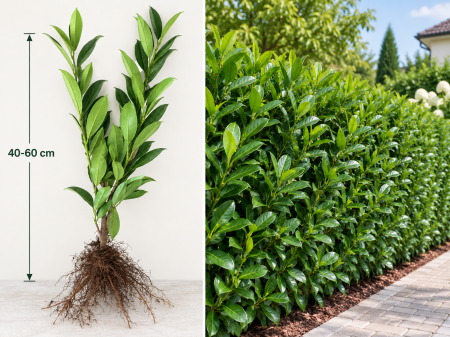 Laur Englezesc - Laur eglezesc Caucasica (Prunus Laurocerasus) 40-70 cm | Rădăcină Liberă