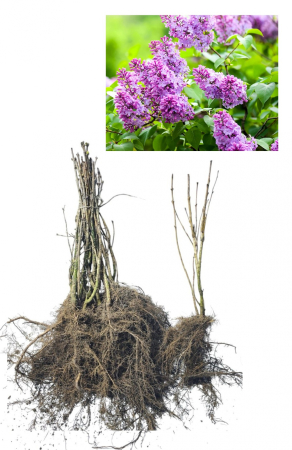 Liliac - Liliac mov - Syringa vulgaris 30-50 cm  , radacina libera