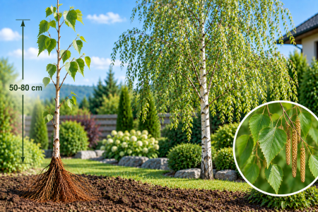 ARBORI ORNAMENTALI & FORESTIERI - Mesteacan argintiu alb  50-80 cm , Betula Pendula , radacina libera