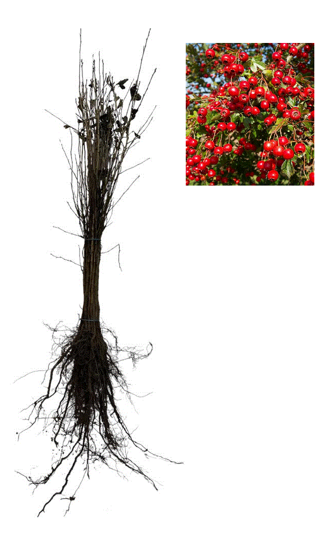 Gard viu fructifer - Paducel 40-60 cm , Crataegus monogyna , radacina libera