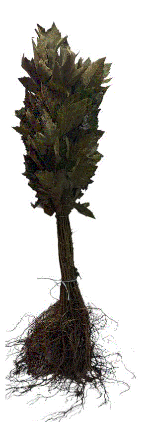 Platan englezesc Platanus Acerifolia 40-60 cm , radacina libera [1]