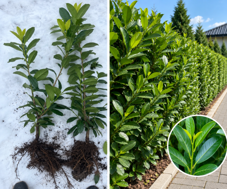 Toate produsele - Laur englezesc Novita (Prunus Laur) 40-70 cm , gard viu | Rădăcină Liberă