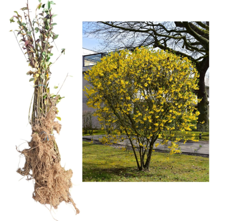Forsythia (Ploaia de aur) - Ploaia de aur - Forsythia intermedia 50-80cm , radacina libera