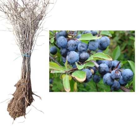 Gard viu fructifer - Porumbar - Prunus spinosa 50-80cm , radacina libera