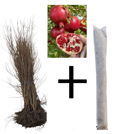 Toate produsele - Rodiu Acco 80-120 cm , radacina libera
