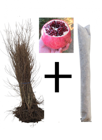 Toate produsele - Rodiu Wonderful 80-120 cm , radacina libera