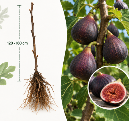 Smochini - Smochin Turca 120 - 160 cm , radacina libera