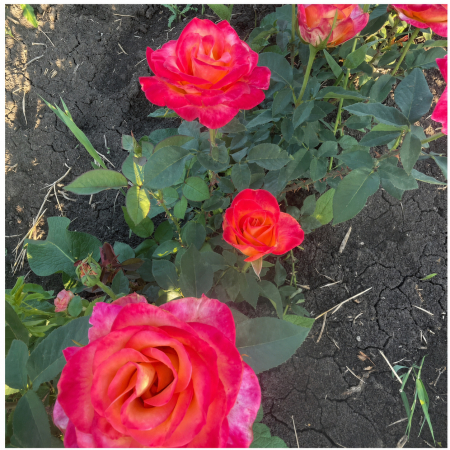 TRANDAFIRI - Trandafir Alinka Roșu-Galben, 30-50 cm, Rădăcină Liberă