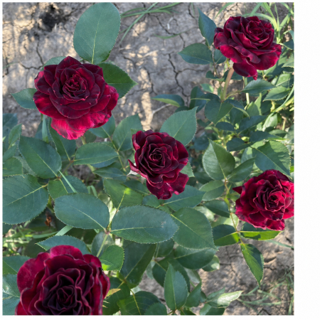 Trandafiri - Trandafir Black Magic Bordo, 30-50 cm, Rădăcină Liberă