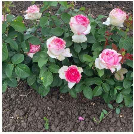 Trandafiri cu Rădăcină Liberă (Tufă) - Trandafir Dolce Vita Alb-Roz, 30-50 cm, Rădăcină Liberă