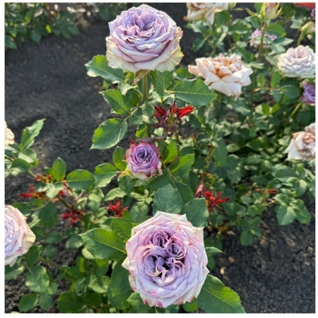 Trandafiri - Trandafir Dolcetto Mov-Lila, 30-50 cm, Rădăcină Liberă