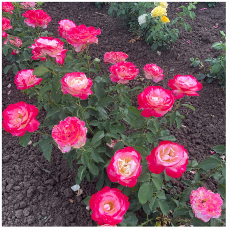 Trandafiri - Trandafir Double Delight Crem-Roșu, 30-50 cm, Rădăcină Liberă