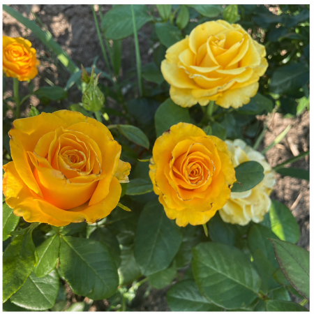 Trandafiri - Trandafir Heidi Galben, 30-50 cm, Rădăcină Liberă