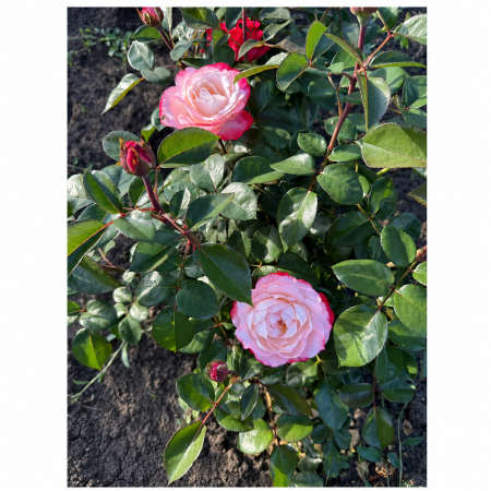 Trandafiri - Trandafir Nostalgie Crem-Roz, 30-50 cm, Rădăcină Liberă