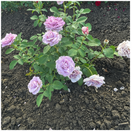 Trandafiri - Trandafir Novalis Mov-Lila, 30-50 cm, Rădăcină Liberă