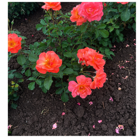 Trandafiri Cățărători - Trandafir Orange Catarator Portocaliu, 30-50 cm, Rădăcină Liberă