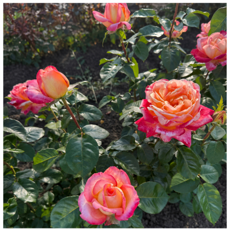 TRANDAFIRI - Trandafir Orient Express Portocaliu-Roz, 30-50 cm, Rădăcină Liberă