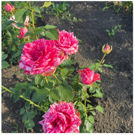 Trandafiri - Trandafir Pink Intuition Roz, 30-50 cm, Rădăcină Liberă