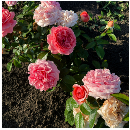 Trandafiri - Trandafir Pink Roz, 30-50 cm, Rădăcină Liberă