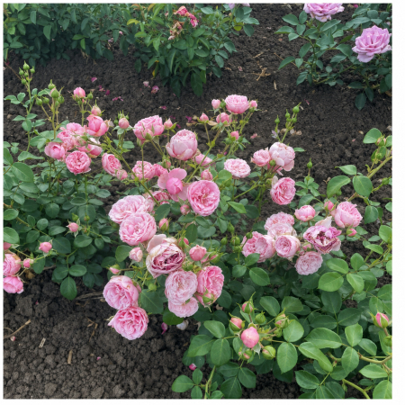 Trandafiri - Trandafir Pomponella Roz, 30-50 cm, Rădăcină Liberă