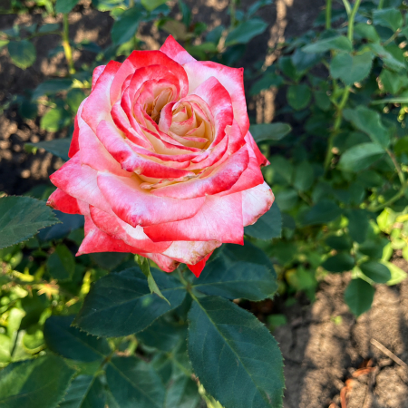 Trandafiri - Trandafir Prințesa Roz, 30-50 cm, Rădăcină Liberă