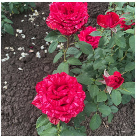 Trandafiri - Trandafir Red Intuition Roșu, 30-50 cm, Rădăcină Liberă