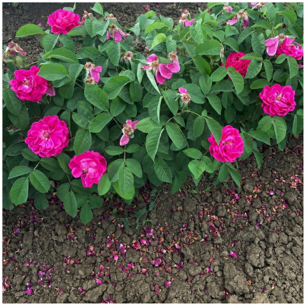 Trandafiri - Trandafir Rose de Rescht Roz-Fucsia, 30-50 cm, Rădăcină Liberă