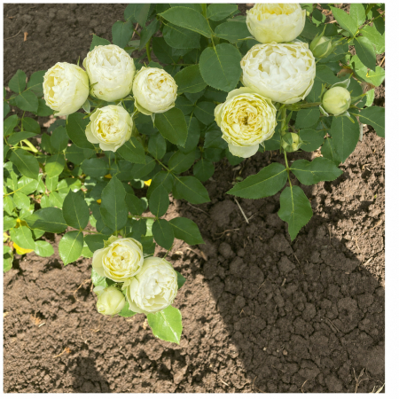 Trandafiri cu Rădăcină Liberă (Tufă) - Trandafir White Piano Alb, 30-50 cm, Rădăcină Liberă