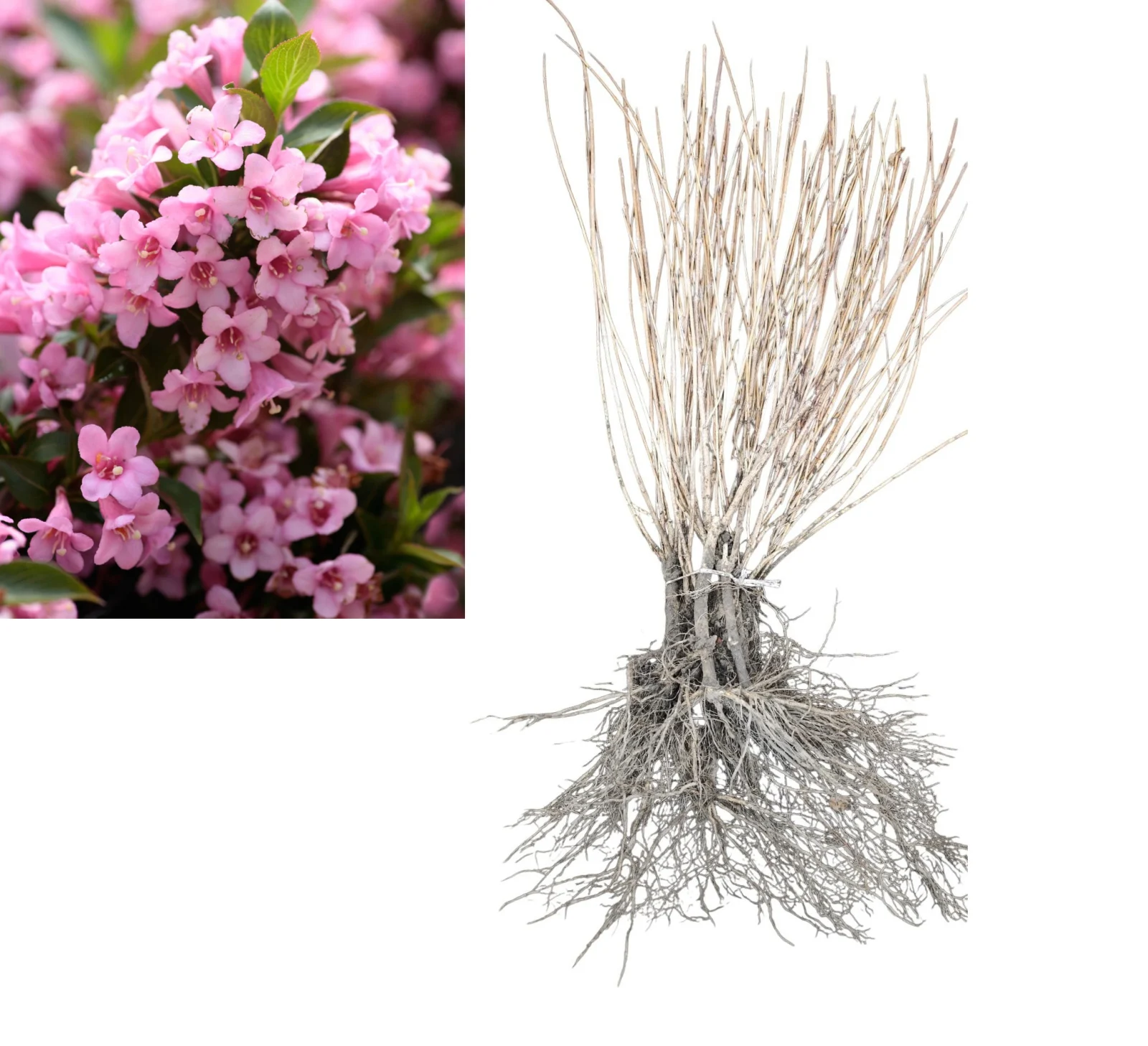 Weigela - Veigela Roz (Weigela Rosea) 60-80 cm | Rădăcină Liberă