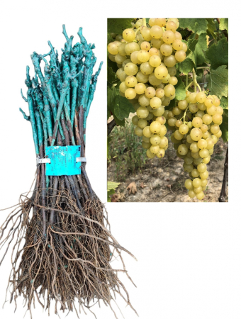 Struguri de Masă - Vita de vie Irsai Oliver , struguri de masa galben-verzui,butas, radacina libera(26)
