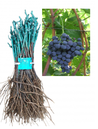 Struguri de Masă - Vița de vie Moldova, strugure de masa negru, altoită, la radacina libera(6)