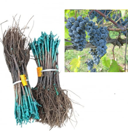 Struguri de Masă - Vița de vie Ottonel , strugure de masa si vin negrii ,butas , la radacina libera(12)
