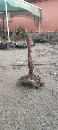 Zmeura neagra Black Jewel , radacina libera [1]