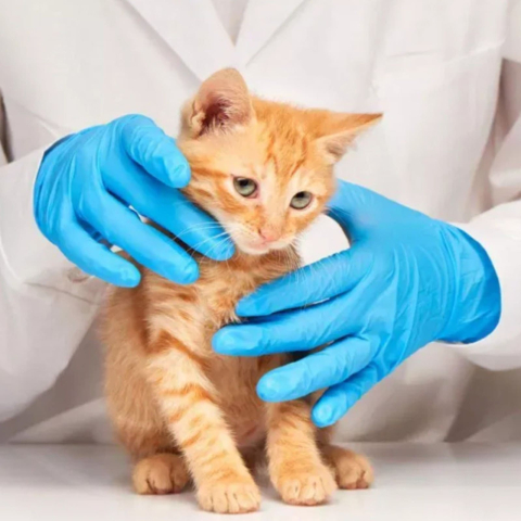 Mănuși examinare ZARYS easyCARE nitril, fără pudră, nesterile, albastre, L, 100 bucăți [3]