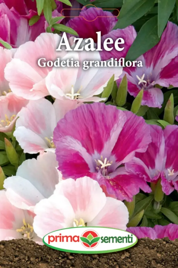 Seminte flori - Azalee