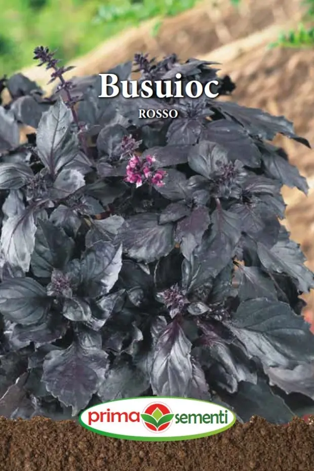 Seminte de Legume - Busuioc Rosso