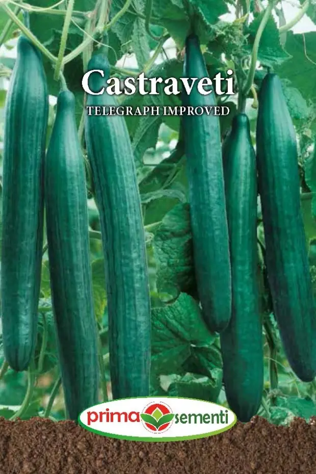 Seminte de Legume - Castraveti Telegraph Improved