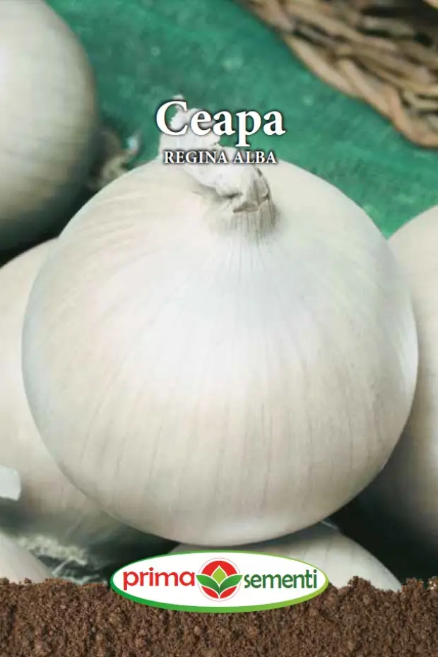 Seminte de Legume - Ceapa Regina Alba