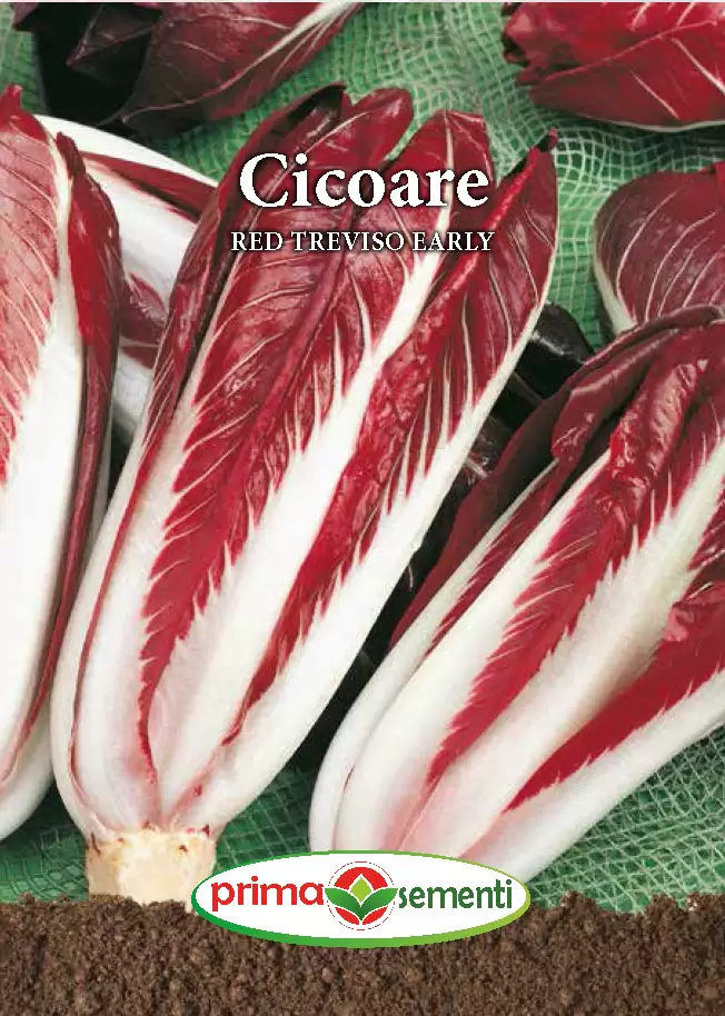 Seminte de Legume - Cicoare