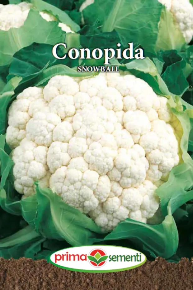 Seminte de Legume - Conopida Snowball