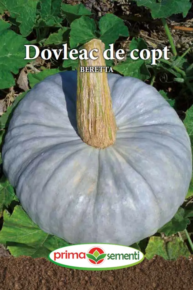 Seminte de Legume - Dovleac de copt Beretta