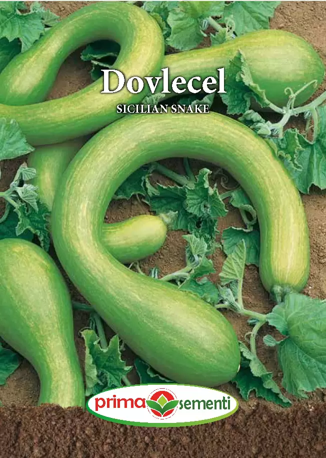 Seminte de Legume - Dovlecel Sicilian Snake