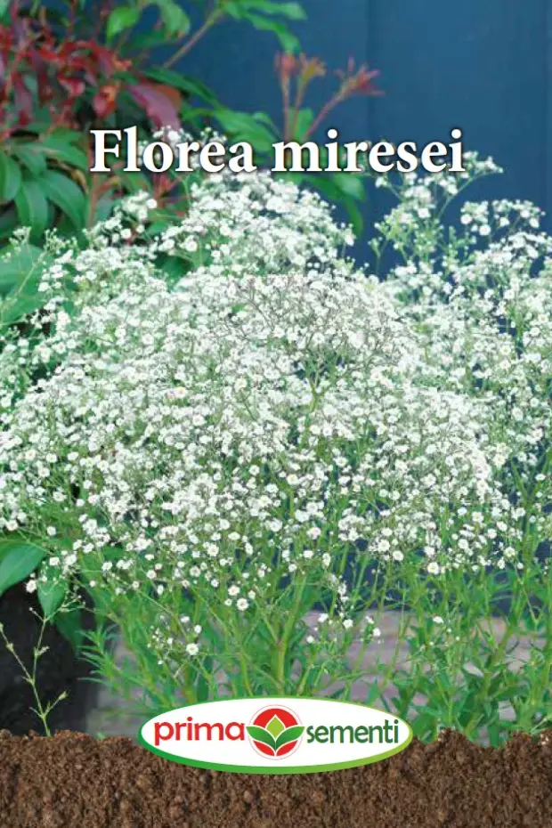 Seminte flori - Floarea miresei