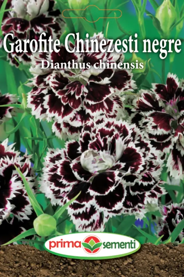 Seminte flori - Garofite chinezesti negre