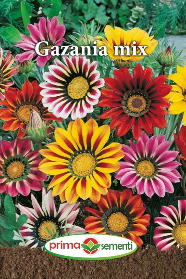 Seminte flori - Gazania mix