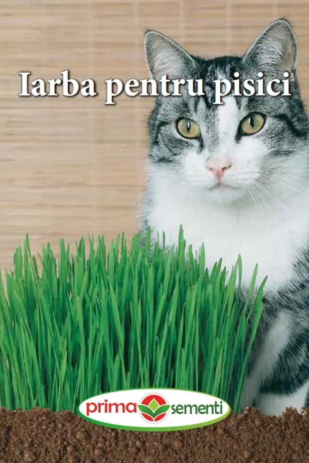 Seminte de Legume - Iarba pentru pisici Macskafu