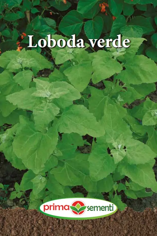 Seminte - Loboda verde